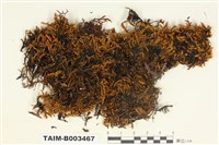 藏品(扭葉苔屬)的圖片